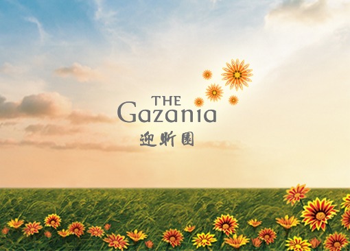  The Gazania